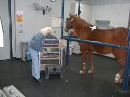 Joyce Jackson in Veterinary Clinic