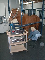 Joyce Jackson treating a horse at a veterinary clinic.