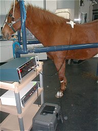 Treating a horse using the acuscope equipment.